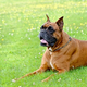 Illustration for article titled Why Dog-Training is Beneficial for the Pup